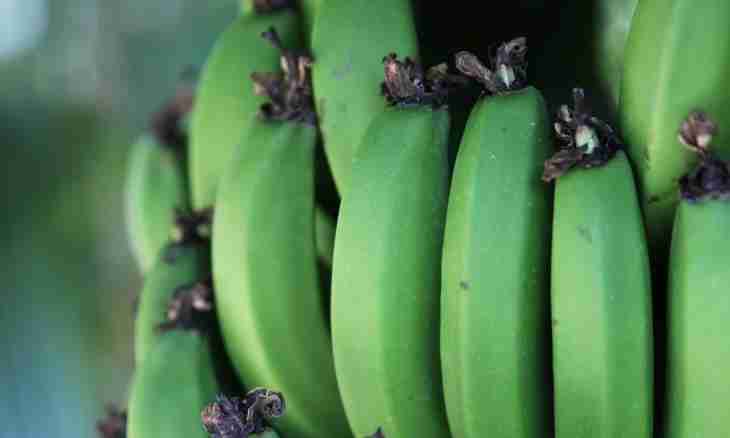 What dishes can be prepared from green bananas
