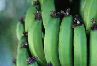 What dishes can be prepared from green bananas