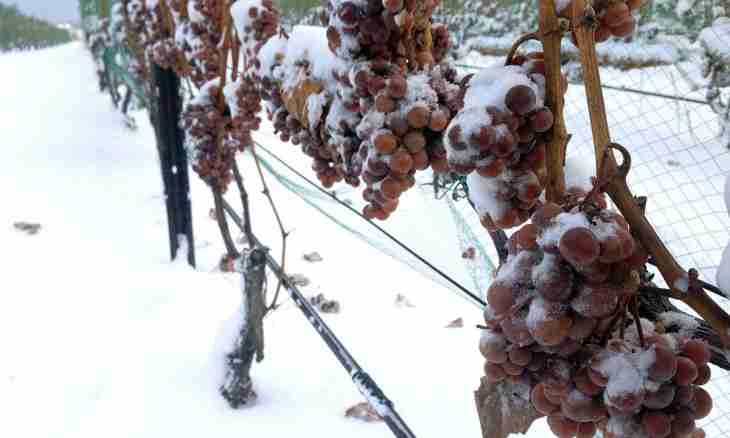 Preparations for the winter from grapes