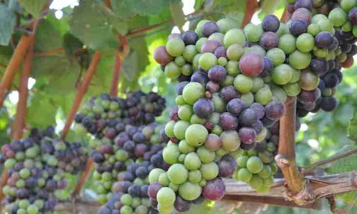 What can be prepared from grapes