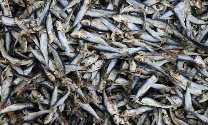 How to dry fish in house conditions