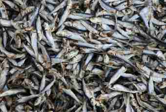 How to dry fish in house conditions