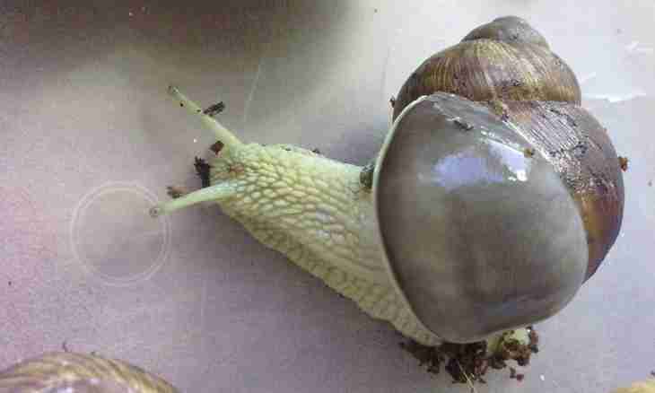 How to prepare grape snails
