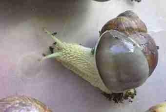 How to prepare grape snails