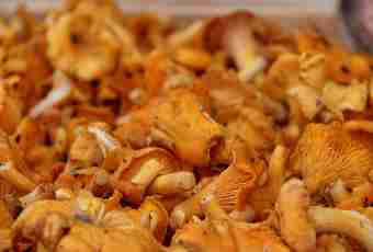 How to pick chanterelle mushrooms