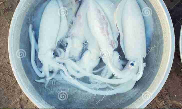 How to prepare the frozen squids