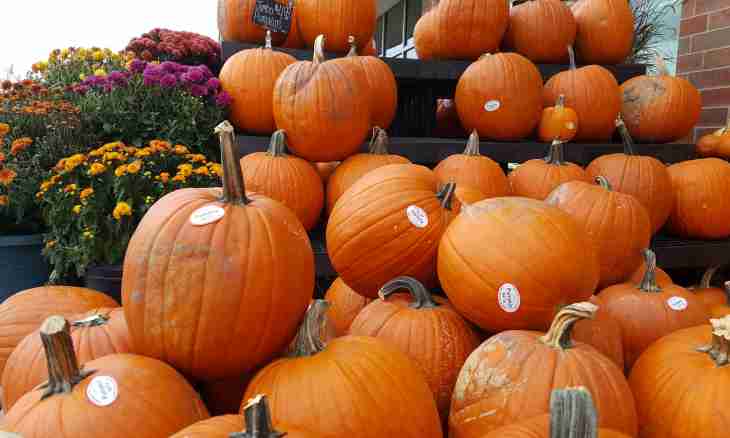 How to do preparations of pumpkin for the winter