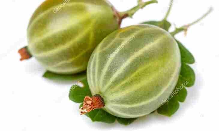 Cucumbers fresh-salted with sweet cherry and a gooseberry
