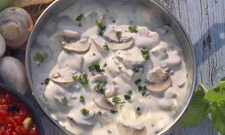 The recipe of sauce with mushrooms