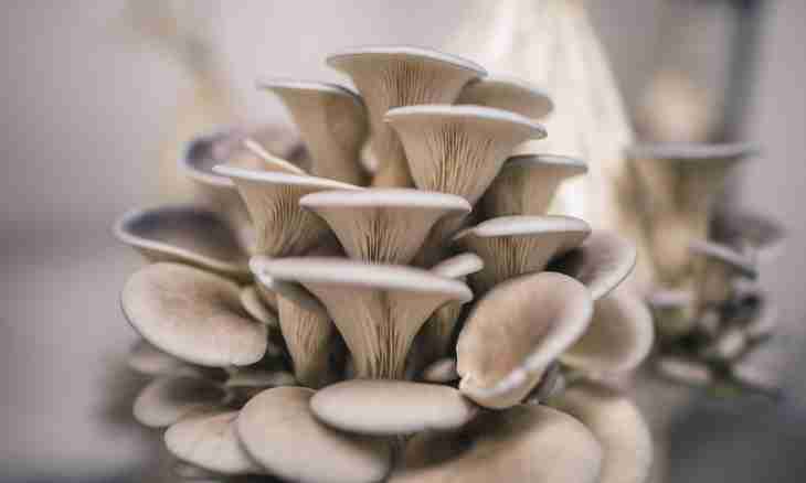 How to prepare oyster mushrooms