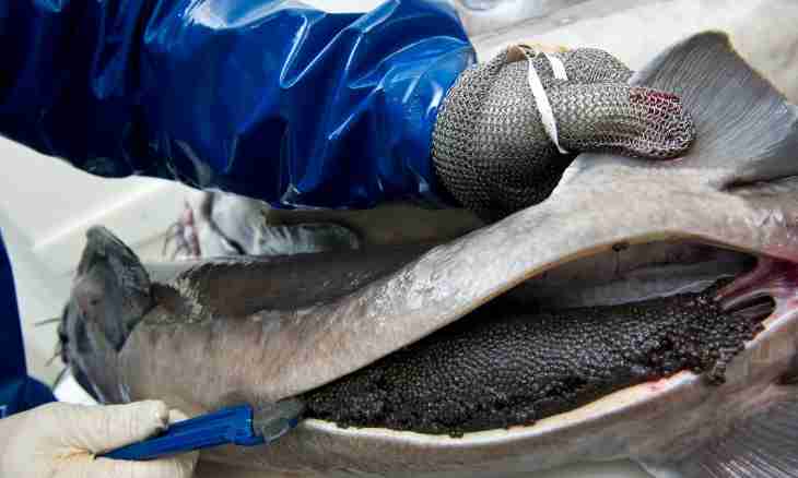 What to prepare from a sturgeon
