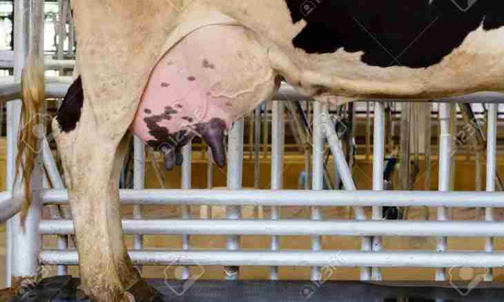 How to prepare a cow udder