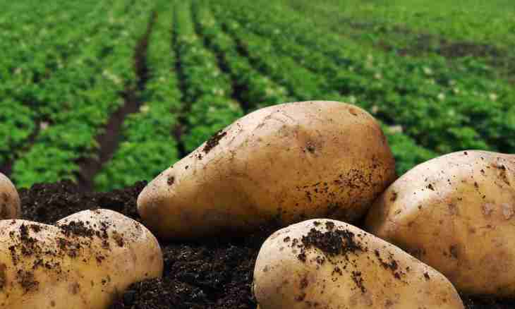 Potatoes in a rural