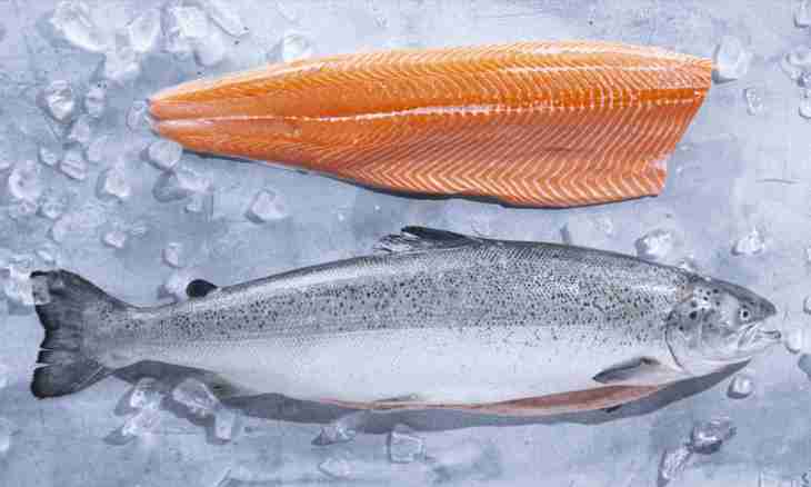 How to prepare a silver salmon