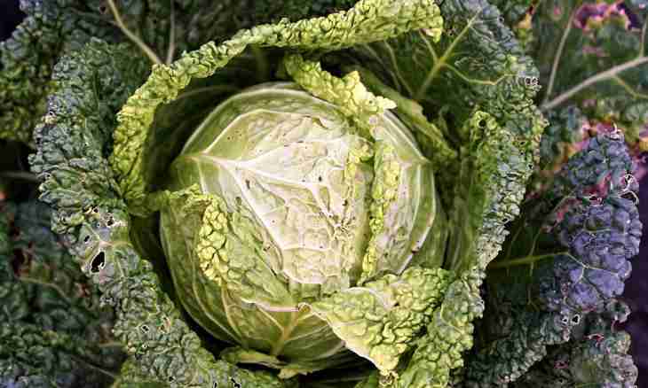 How tasty to salt cabbage for the winter