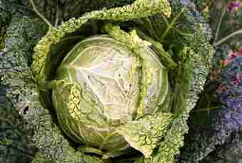 How tasty to salt cabbage for the winter