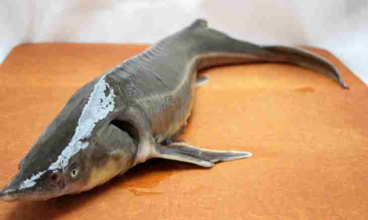 How to remove a viziga from a sturgeon