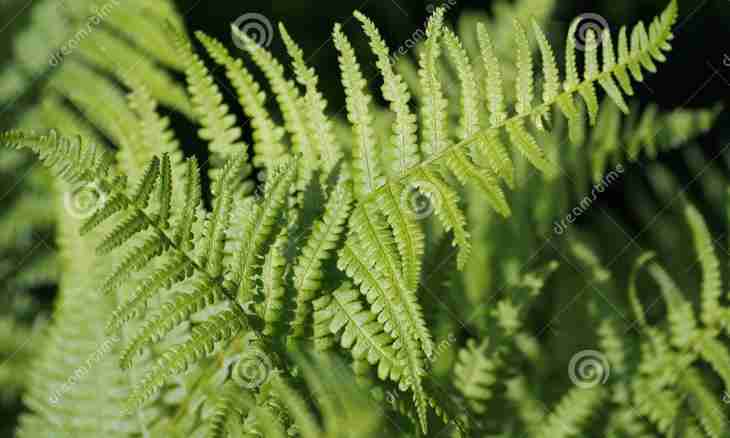 As it is correct to prepare a fern