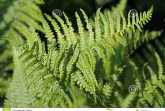 As it is correct to prepare a fern