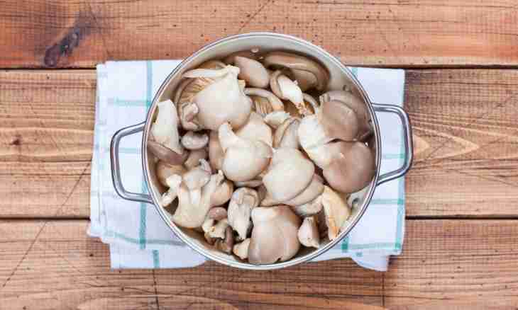 How to fry oyster mushroom mushrooms