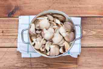 How to fry oyster mushroom mushrooms