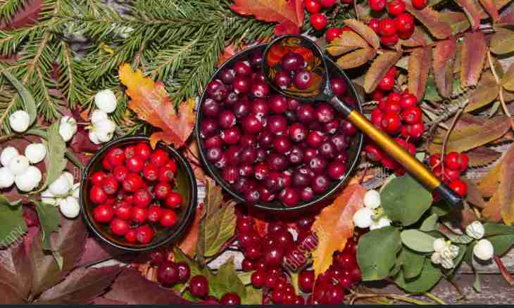 Recipes of preparation of a guelder-rose for the winter