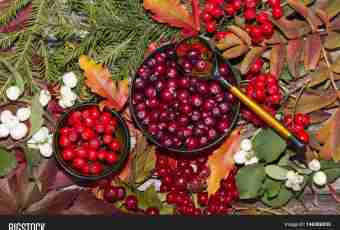 Recipes of preparation of a guelder-rose for the winter
