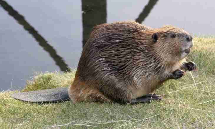 How to prepare a tail of a beaver