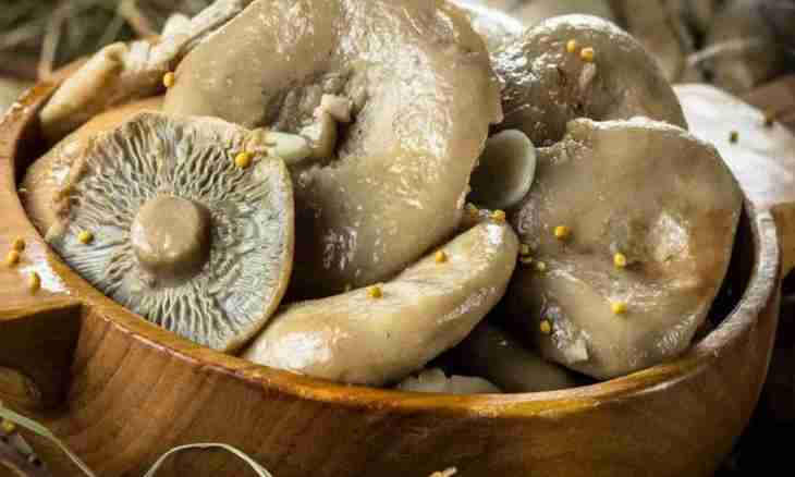Salting mushrooms we heat and cold-process