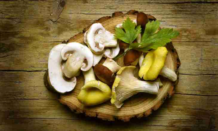 How to prepare cheese mushrooms