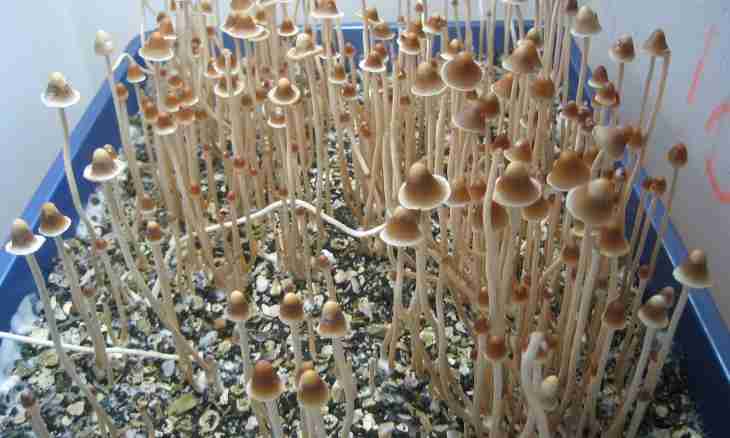 How to prepare mossiness mushrooms