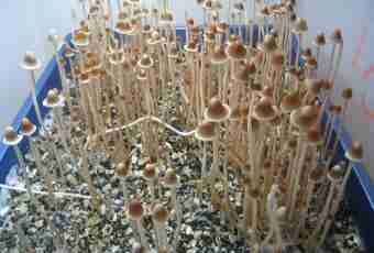 How to prepare mossiness mushrooms