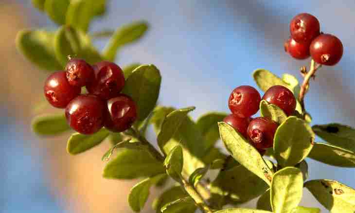 How to prepare cowberry for the winter
