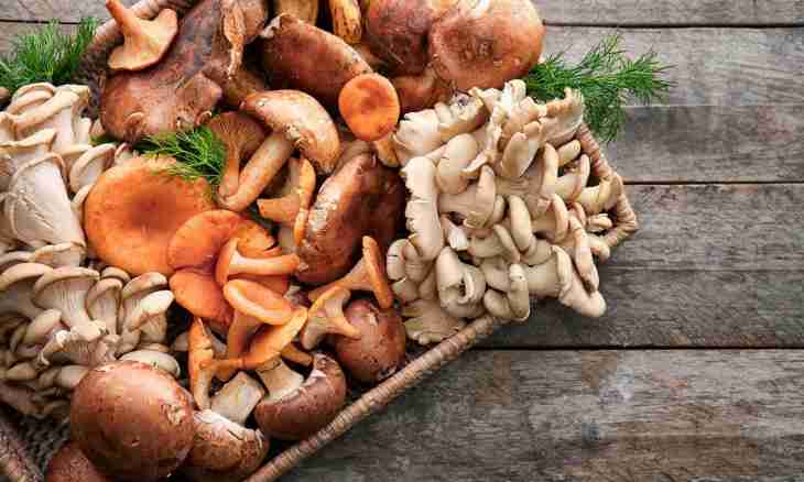 How to salt dunka mushrooms