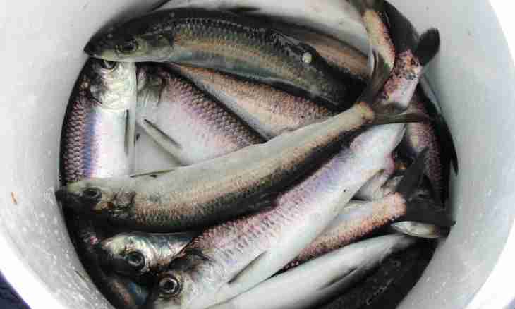 What to prepare from a herring
