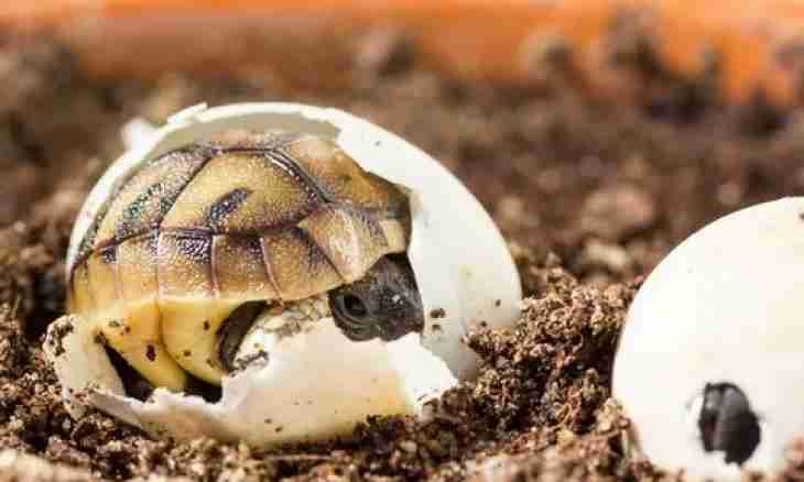 How to make Tortoise shell salad