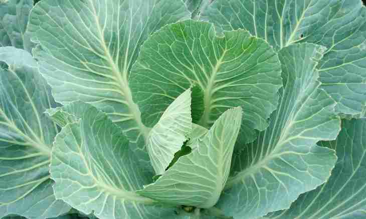 What properties the sea cabbage has
