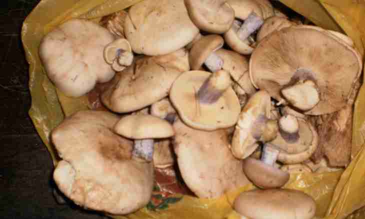 How to prepare sinenozhka mushrooms