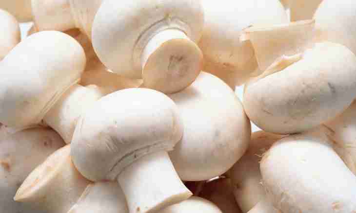 What to prepare from the white frozen mushrooms