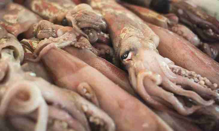 How to prepare a carcass of a squid