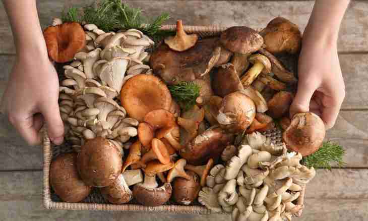 How to prepare wood mushrooms