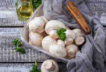 How to prepare mushrooms of the white butterfly