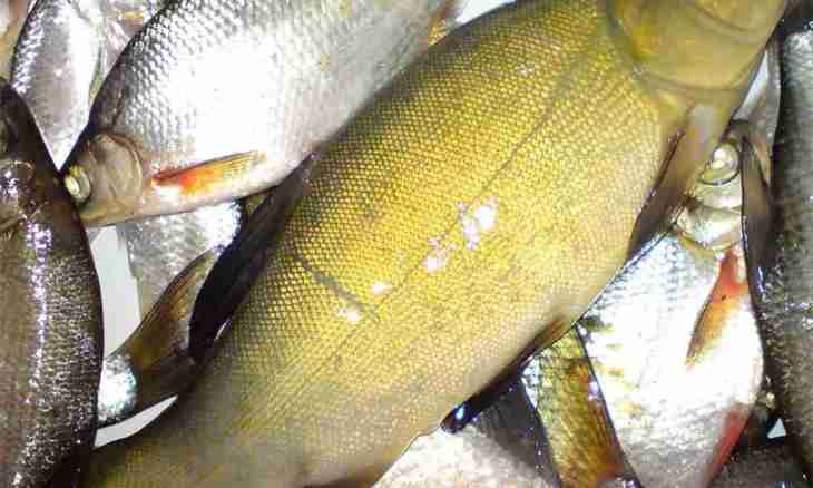 How to prepare a tench