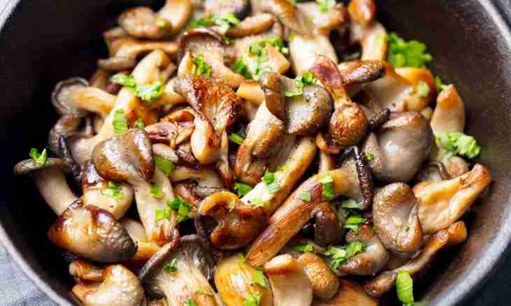 As it is correct to fry mushrooms