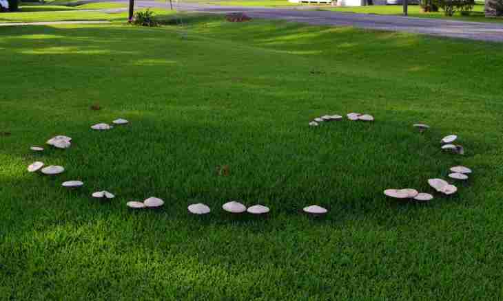 How to prepare fairy-ring mushrooms it is correct