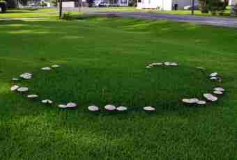 How to prepare fairy-ring mushrooms it is correct