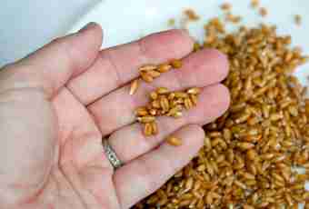 How to prepare grain tubules
