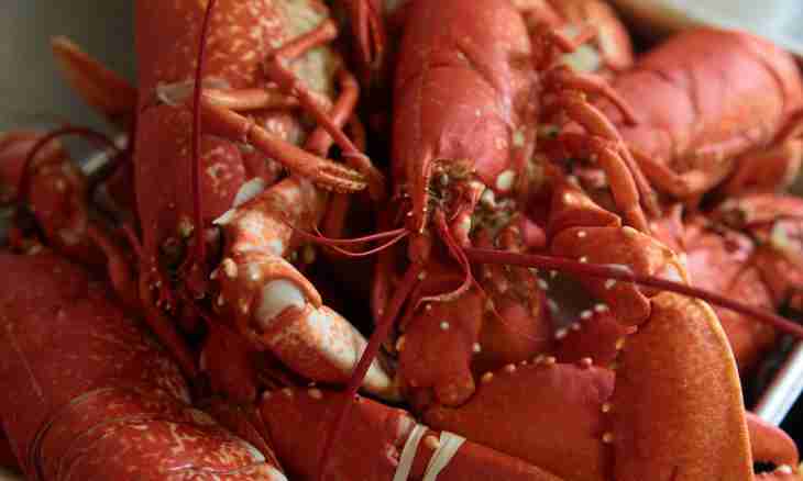 As prepare lobsters