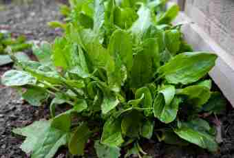 How to cook a sorrel