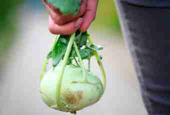 What can be prepared from a kohlrabi